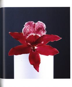 「Flowers / Author: Robert Mapplethorpe　Foreword: Patti Smith　Design: Dimitri Levas」画像2