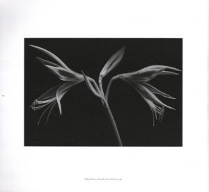 「Impermanence Kenro Izu：The Spirit Within / Photo, Text: Kenro Izu　Foreword: Eikoh Hosoe」画像4