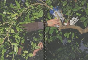 「Paloma al aire / Photo: Ricardo Cases」画像4