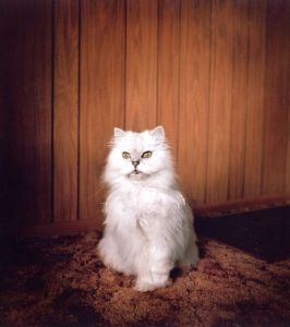 「Excerpts From Silver Meadows / Todd Hido」画像5