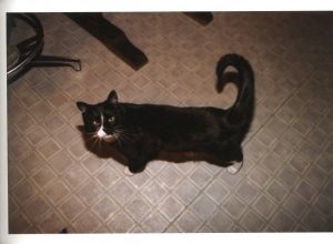 「HEADIN’ HOME BIG TIME !! / 写真：内藤啓介　装丁：石丸洋平 　題字：ロッキン・ジェリービーン」画像2