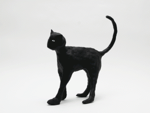 The Cat／菅谷晋一／(The Cat / Shinichi Sugaya)のサムネール