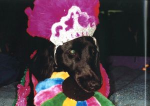 「COMMON SENSE / Martin Parr」画像4