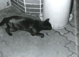 「網膜直結指先目カメラ / 須田一政」画像4