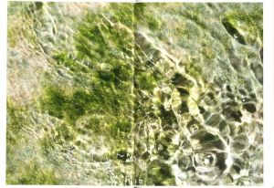 「Drinking From The Eye / Honey Long, Prue Stent」画像1