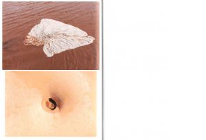 「Drinking From The Eye / Honey Long, Prue Stent」画像6