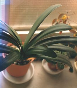 生きている / 佐内正史