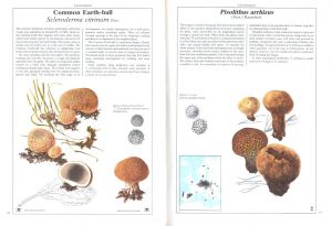 「The Hamlyn Book of Mushrooms and Fungi / Author: Dr. Mirko Svrček」画像1