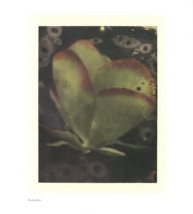 「FROM ONE SEASON TO ANOTHER / サラ・ムーン」画像6