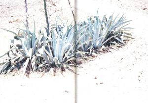 「COSTA / José Pedro Cortes」画像3