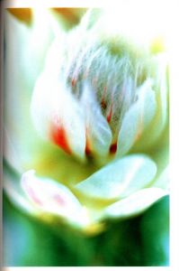 「Acid Bloom / Mika Ninagawa」画像4