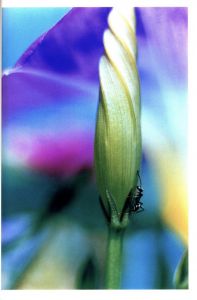「Acid Bloom / Mika Ninagawa」画像5