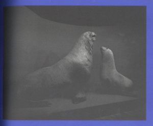 「ニライカナイ / 藤井保」画像1