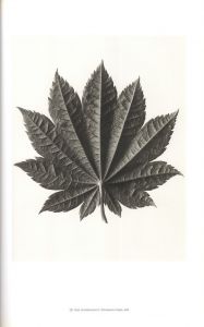 「Karl Blossfeldt: Masterworks / Karl Blossfeldt」画像4