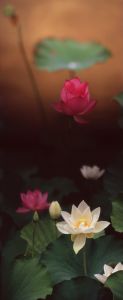 蓮 / 稲嶺啓一（東風終）