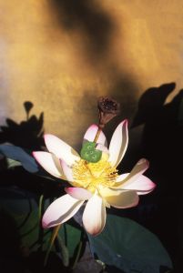 蓮 / 稲嶺啓一（東風終）