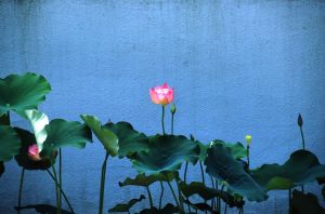 蓮／稲嶺啓一（東風終）／(Hasu -Lotus / Keiichi Inamine（Shun Kochi）)のサムネール